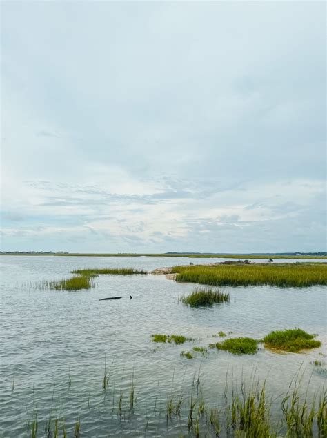 South Carolina- Pawleys island | Dreamy landscapes, Coastal south ...