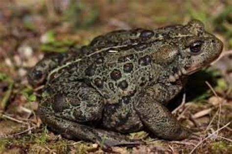 Canadian Toad | Environment and Natural Resources