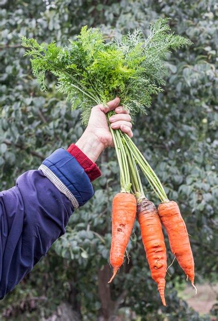 As mãos do agricultor seguram um monte de cenouras laranja orgânicas no