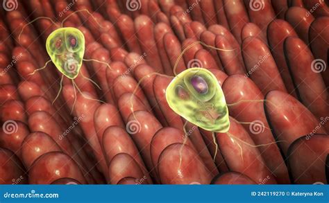 Giardia Lamblia Protozoan The Causative Agent Of Giardiasis Stock