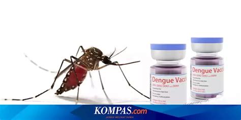 Mengenal Imunisasi Dengue Untuk Mencegah Demam Berdarah DBD