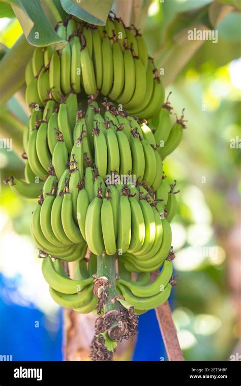 Banana grove in Cyprus. A real banana plantation with banana branches ...