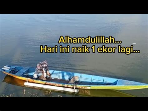 Nembak Toman Di Waduk Mulur Alhamdulillah Naik 1 Ekor Pasermania