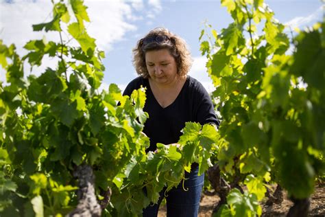 Grands Vins de la Vallée du Rhône Laurus Gabriel Meffre