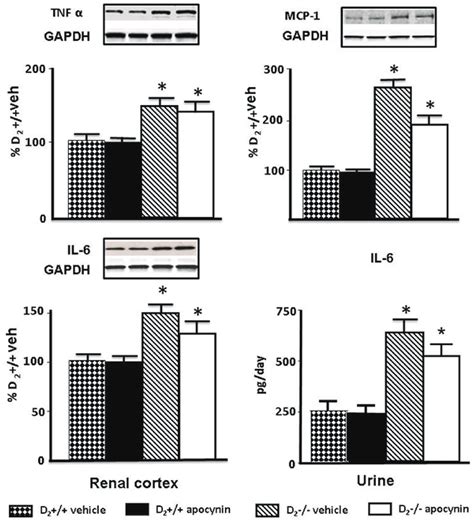 Effect Of Apocynin On Renal Cortical Expression Of Tnfa Mcp 1 And Download Scientific Diagram