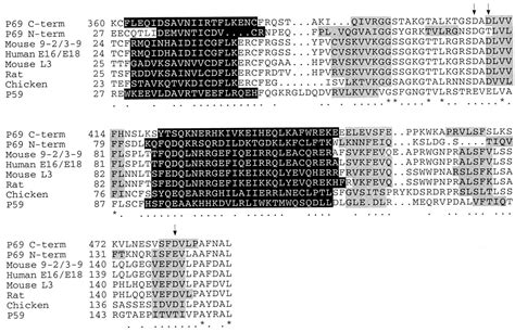 The Nature Of The Catalytic Domain Of 2′ 5′ Oligoadenylate Synthetases