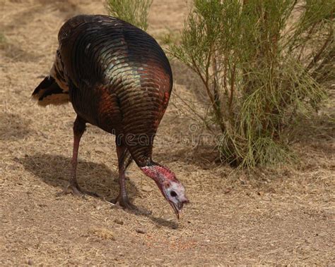 Wild Turkey Feeding stock photo. Image of avian, seeds - 11198254