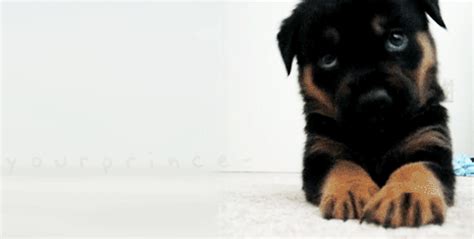 puppy cute gif | WiffleGif