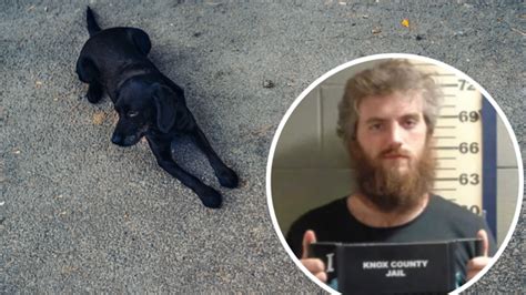 Man Who Had Sex With Pet Dog Avoids Jail 7news