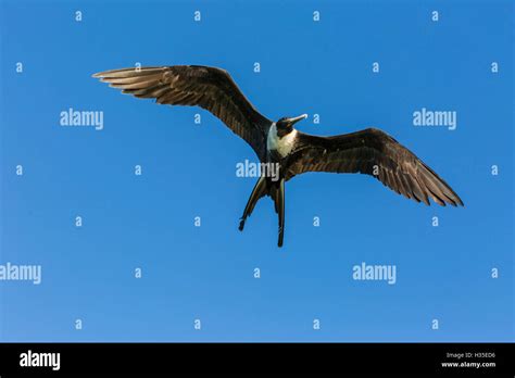 Adult Female Magnificent Frigatebird Fregata Magnificens San Gabriel