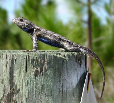 Eastern Fence Lizard Wallpapers Wallpaper Cave