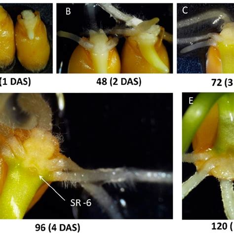 The Growth Of Seminal Roots Within The First Six Days Of Seedling Download Scientific Diagram