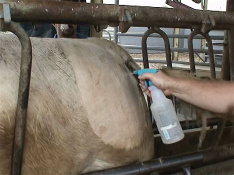 Freeze Branding Beef Cattle | Mississippi State University Extension ...