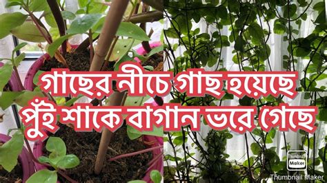 Shokher Bagan How To Grow Poui Sug Plant Malabar Spanish