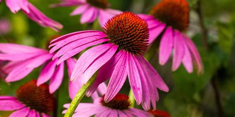 Echinacea Sistema Immunitario E Apparato Respiratorio NatureLab