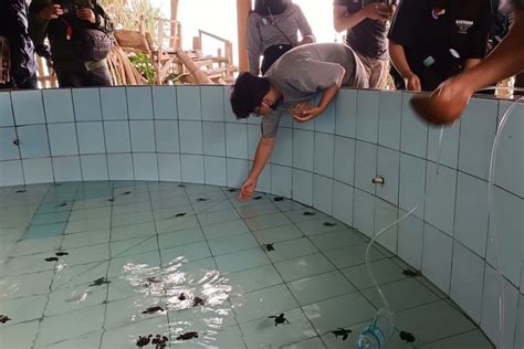 Bajulmati Sea Turtle Conservation Kawasan Konservasi Penyu Di Malang