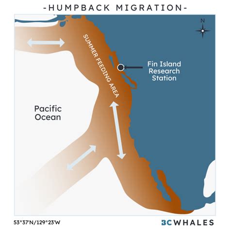 Humpback Whales | BC Whales | North Coast Cetacean Society