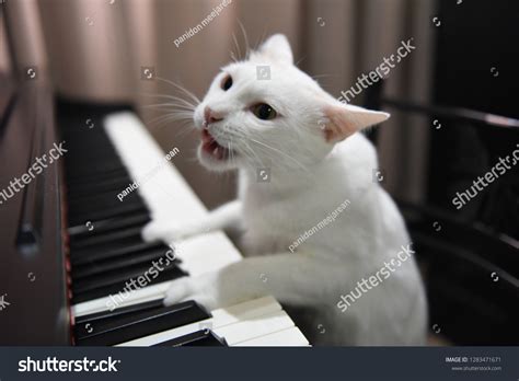 869 Cat playing piano Images, Stock Photos & Vectors | Shutterstock