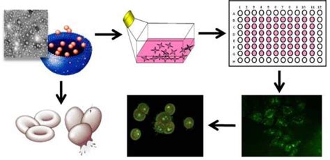 Nanomaterials | Free Full-Text | Mechanisms Underlying Cytotoxicity ...