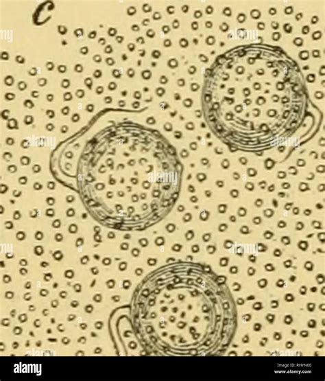 Los orígenes de la vida ser algunos cuenta la naturaleza