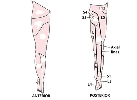 Dermatomes Myotomes And Reflexes In The Lower Limb Pdf Document Porn