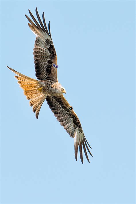 Best of 2012 - Birds of Prey - The Doctor's ImagesThe Doctor's Images