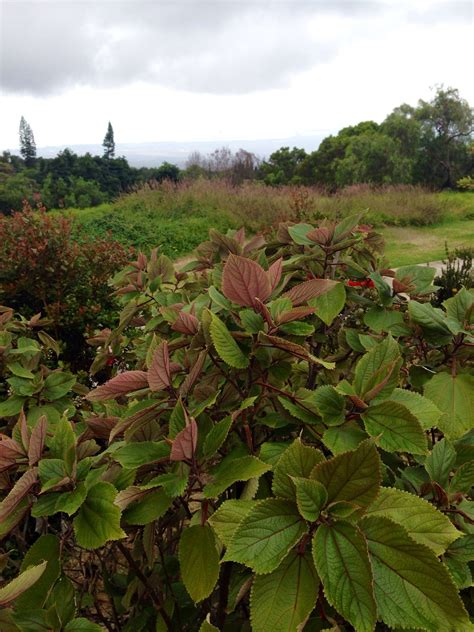 Mamaki Tea Plants Garden Tea