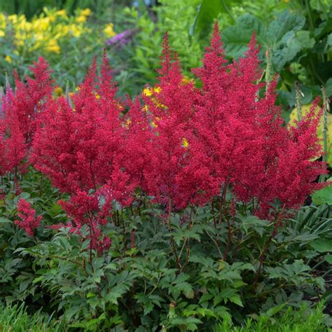 Red Sentinel Japanese Astilbe Shade Loving Perennial. Easy to | Etsy