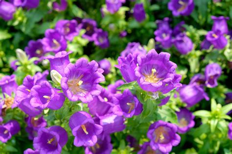 How To Grow And Care For Canterbury Bells