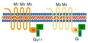 Acetylcholine Receptors (Muscarinic) | Sigma-Aldrich