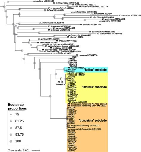 Phylogenetic Relationship Of Medicago M Species Based On Maximum