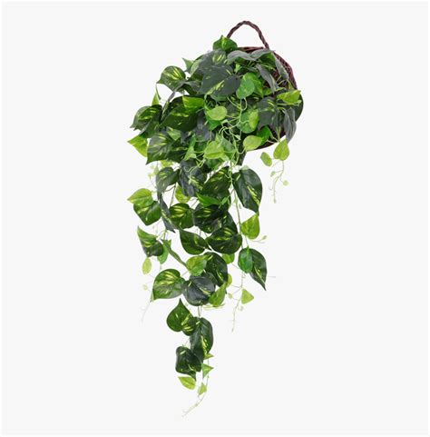 Hanging Plants Indoor Png Transparent Png Kindpng