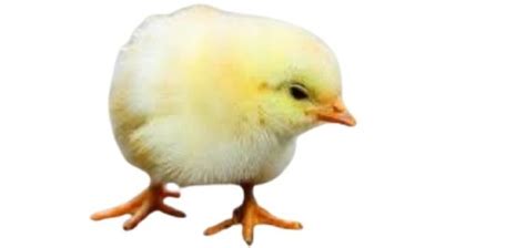 Original Light Yellow Poultry Farm Broiler Live Chicks For Poultry And