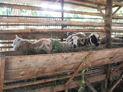 Harga Kambing Aqiqah Di Bekasi Jual Kambing Aqiqah Murah Dan Syar I