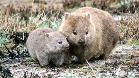 On Sait Pourquoi Les Wombats Font Des Excr Ments En Forme De Carr