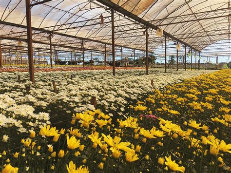 Campos De Flores Em Holambra Saiba Como Visitar Vem Pra Ver