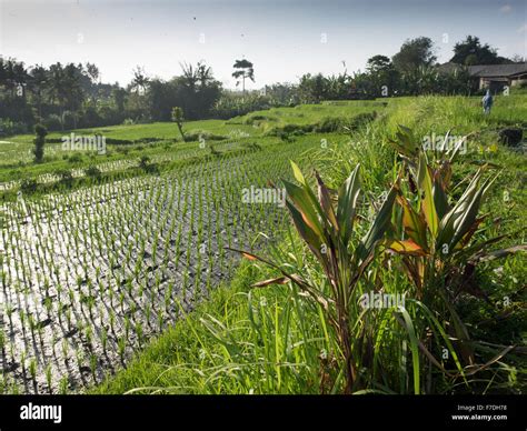 paddy field in Bali, Indonesia Stock Photo - Alamy