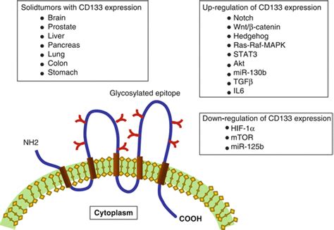 Cd133 As Biomarker In Breast Cancer Springerlink