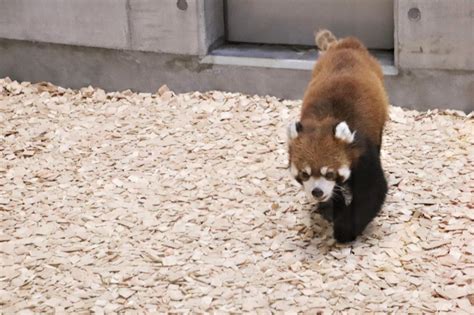 『群馬お泊まりレッサーパンダ遠征2園（2）桐生が岡動物園：雨で空いていてラッキーだった新レッサーパンダ舎でライムくん・桃桃ちゃん・フランちゃん