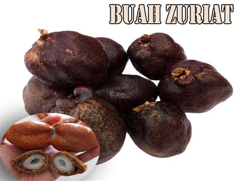 Cara Minum Buah Zuriat Untuk Hamil Manfaat Dan Reaksi Setelah Minum