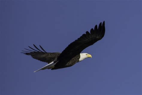 5 Places In Indiana To Spot Bald Eagles