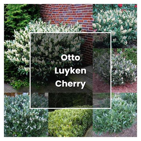 How To Grow Otto Luyken Cherry Laurel Plant Care Tips Norwichgardener