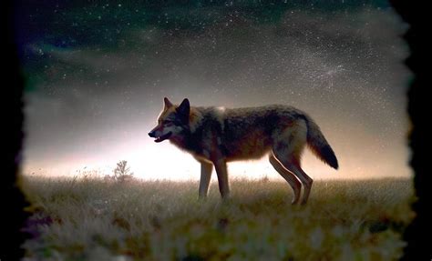 Lakota Skinwalker revert to wolf at dawn by LowThunders on DeviantArt