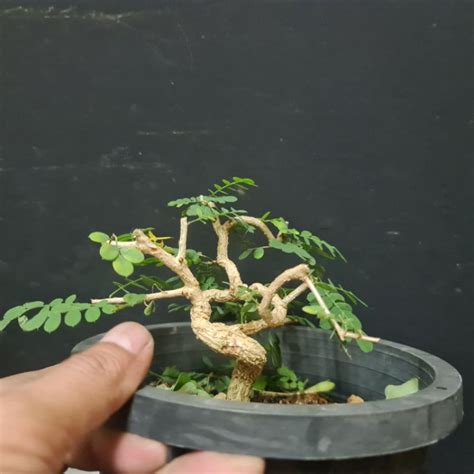 Bonsai Asam Saraf Spesis Dari Indonesia Shopee Malaysia