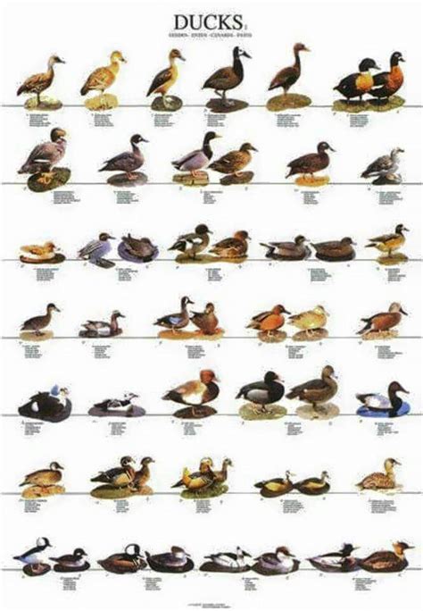 Pin By Rose Partheymuller On Animals Bird Breeds Duck Breeds Types