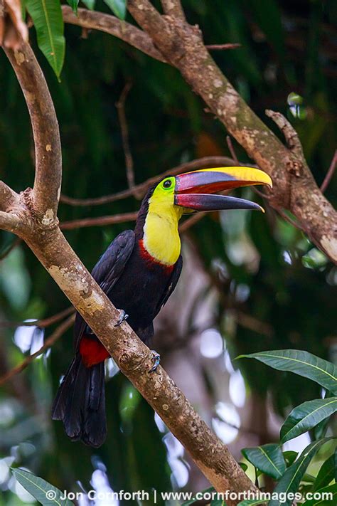 Chestnut Mandibled Toucan 19 Photo, Picture, Print | Cornforth Images