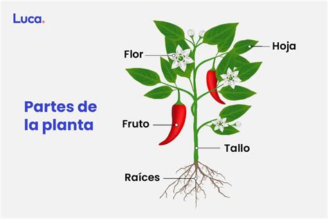 Qué Son Las Plantas Y Cómo Se Clasifican