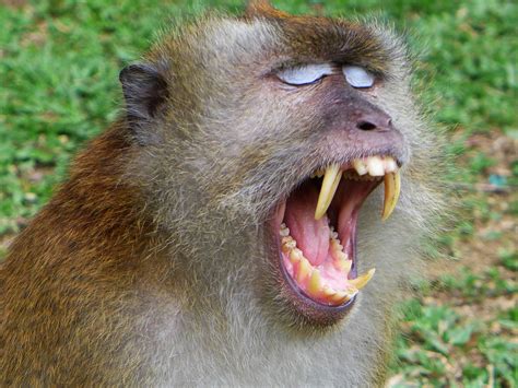 penang botanical gardens monkeys  malaysia