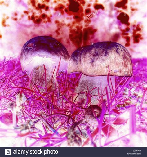 Psychedelic Hallucination Hi Res Stock Photography And Images Alamy