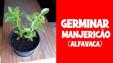 COMO GERMINAR MANJERICÃO ALFAVACA YouTube